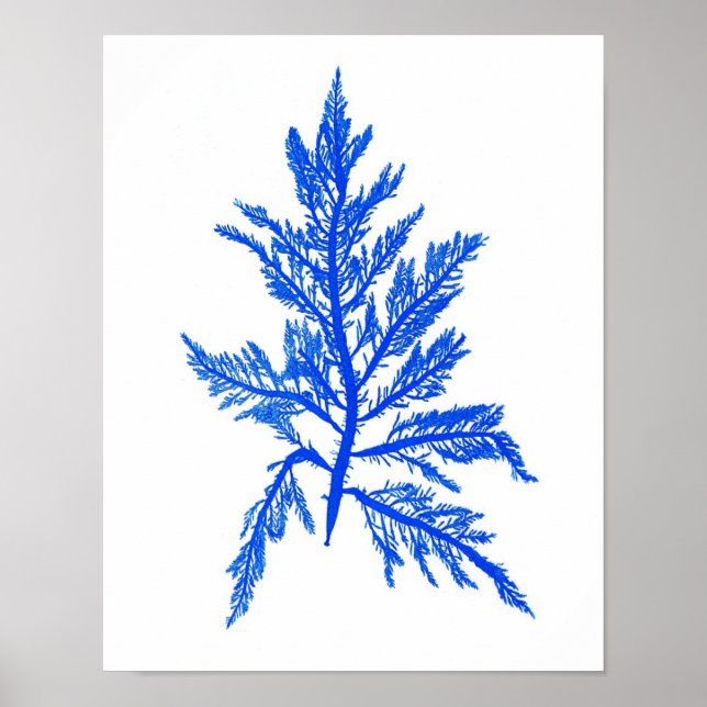 Blue Seaweed Print No. 7 Coastal Botanical Print. (Front)