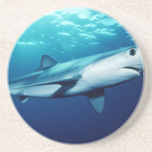 Blue Shark Coaster