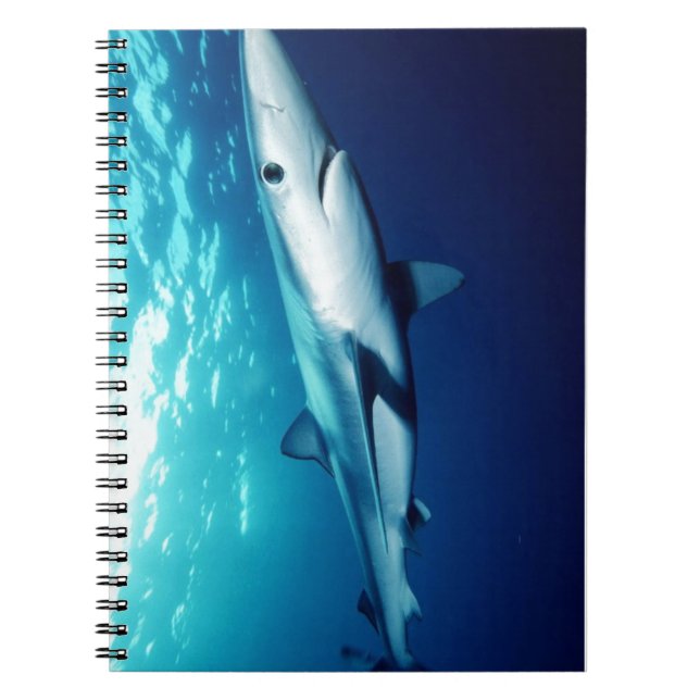 Blue Shark Notebook (Front)