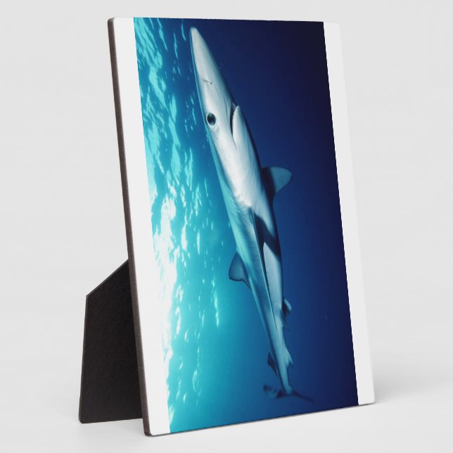 Blue Shark Plaque (Side)