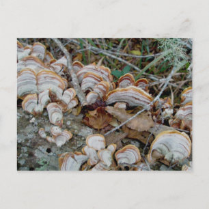 Blue Shelf Fungus OBX Postcard