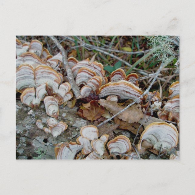 Blue Shelf Fungus OBX Postcard (Front)