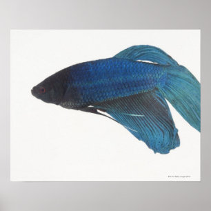 Blue Siamese Fighting Fish Poster