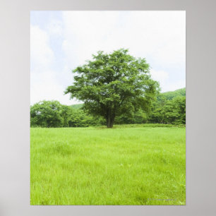 Blue sky and field of grass poster