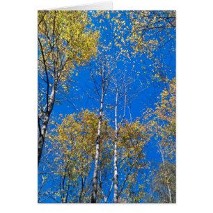 Blue Sky and Poplars