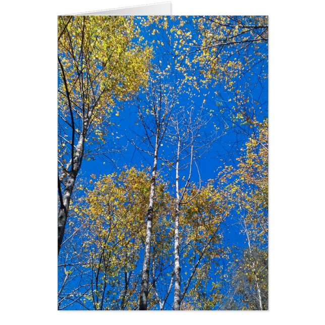 Blue Sky and Poplars (Front)
