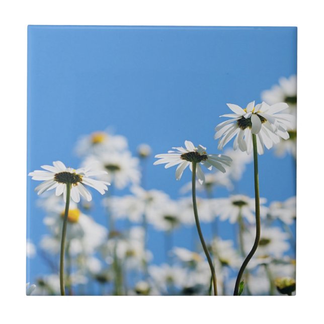 Blue sky and white daisies tile (Front)