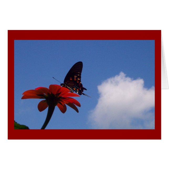 Blue Sky Butterfly! (Front Horizontal)