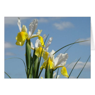 Blue Sky Cards Spring Yellow White Iris Flowers