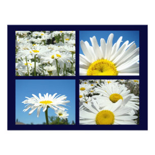 Blue Sky Daisy Flowers Art Prints White Daisies