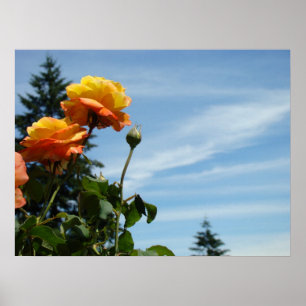 Blue Sky Fine Art Prints Orange Roses Garden