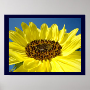 Blue Sky Fine art prints Yellow Sunflowers
