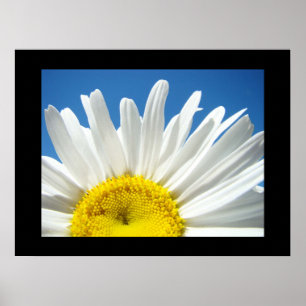 Blue Sky Floral art prints White Daisy Flower