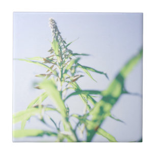 Blue Sky Green Plant Leaves Purple Flowers Ceramic Tile