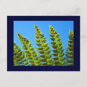 Blue Sky postcards Green Ferns Fronds nature