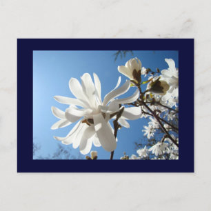 Blue Sky postcards White Magnolia Flowers Spring
