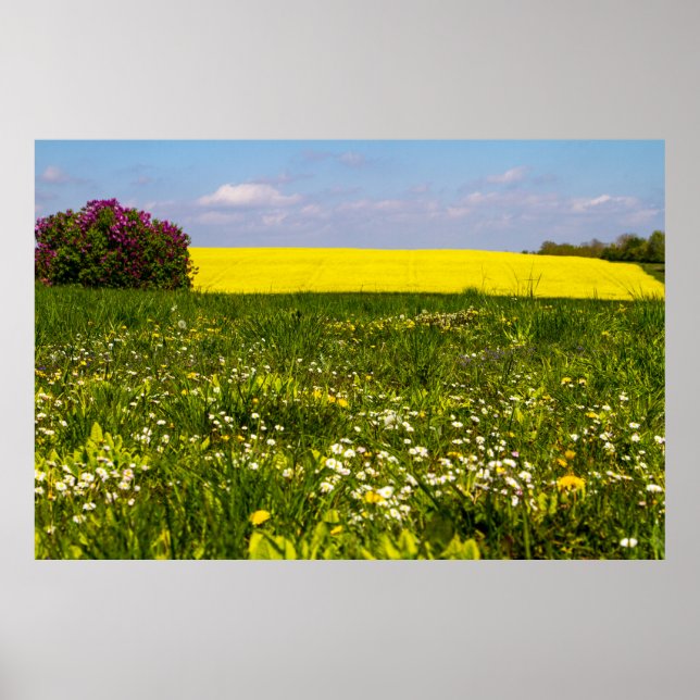Blue sky Yellow Mustard wild Flower Poster (Front)
