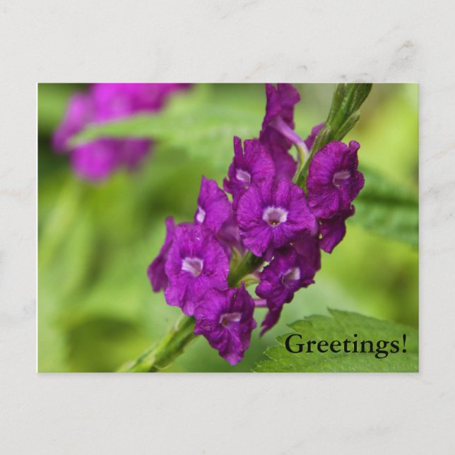 Blue Snakeweed Postcard (Front)