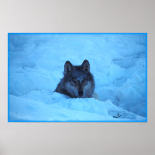 Blue Snow Timber Wolf Print