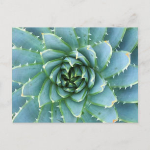 Blue Spiral Aloe Post Card