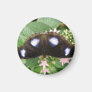 Blue Spotted Butterfly Magnet