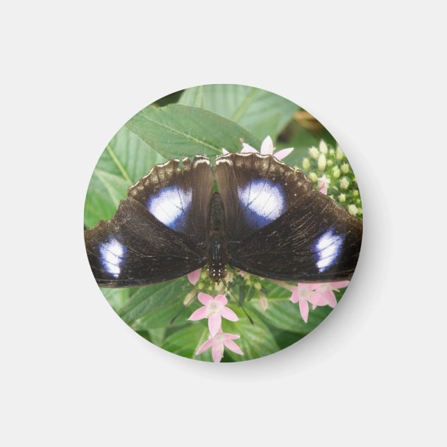 Blue Spotted Butterfly Magnet (Front)
