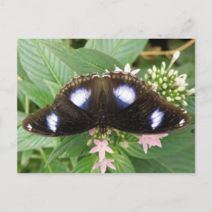Blue Spotted Butterfly Postcard