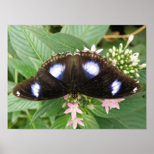 Blue Spotted Butterfly Print (Front)