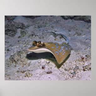 Blue Spotted Stingray Poster