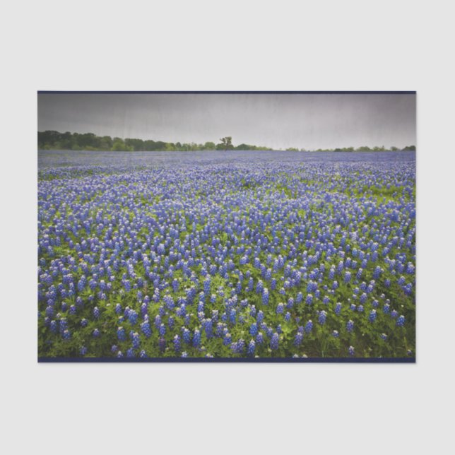 Blue Spring Bluebonnet Field Texas State Flower Tissue Paper (Front)