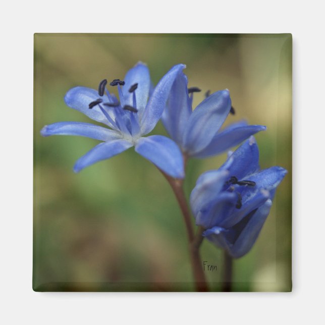 blue spring magnet (Front)