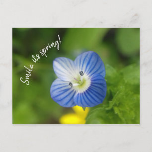 blue spring - postcard