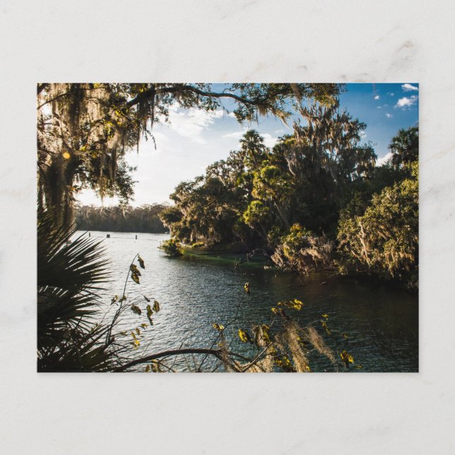 Blue Springs State Park, Florida Postcard (Front)