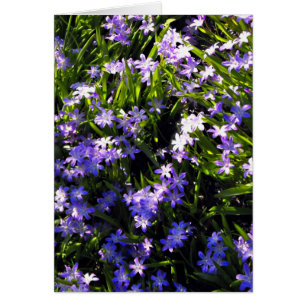 Blue Squill Spring Flowers