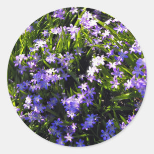 Blue Squill Spring Flowers Classic Round Sticker