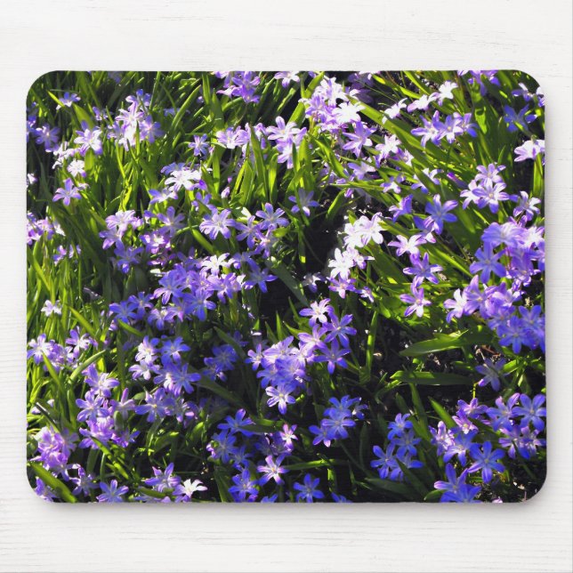Blue Squill Spring Flowers Mouse Pad (Front)