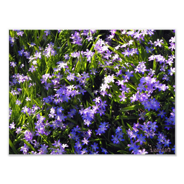 Blue Squill Spring Flowers Photo Print (Front)
