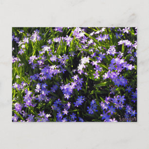 Blue Squill Spring Flowers Postcard