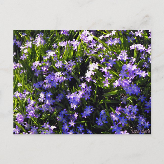 Blue Squill Spring Flowers Postcard (Front)