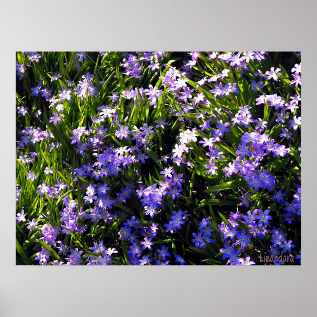 Blue Squill spring flowers Poster (Front)