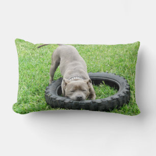 Blue Staffordshire Bull Terrier Play Time. Lumbar Cushion