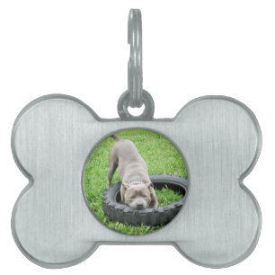 Blue Staffordshire Bull Terrier Play Time. Pet Name Tag