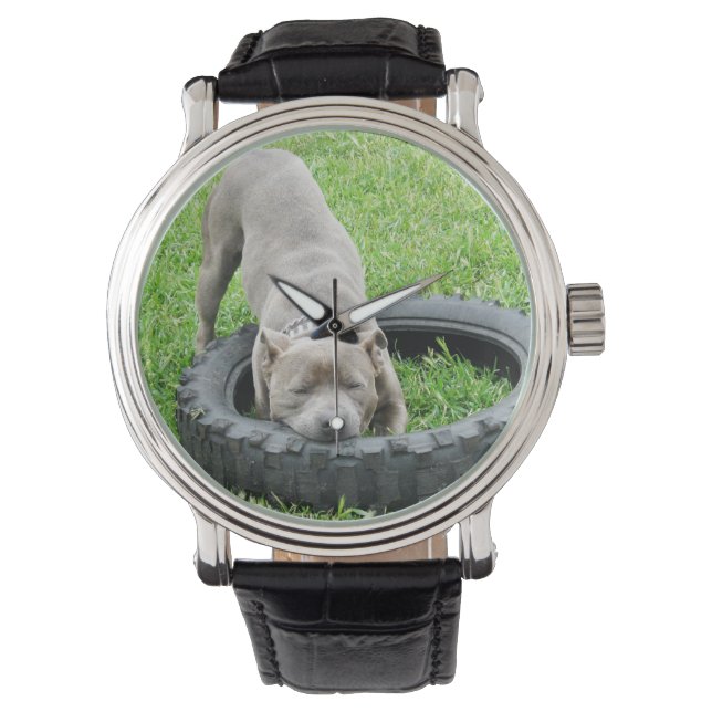 Blue Staffordshire Bull Terrier Play Time, Watch (Front)