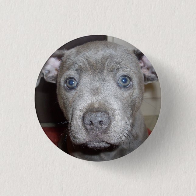 Blue Staffordshire Bull Terrier Puppy Button Badge (Front)