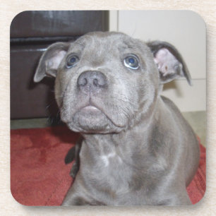 Blue Staffordshire Bull Terrier Puppy, Coaster