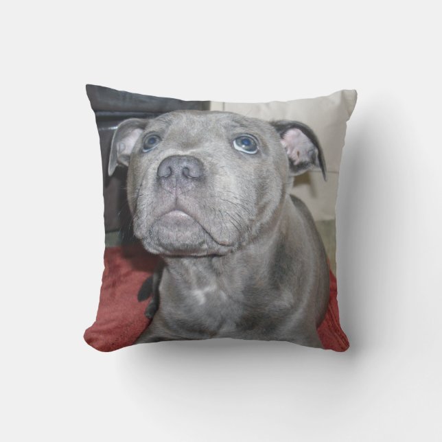 Blue Staffordshire Bull Terrier Puppy, Cushion (Front)