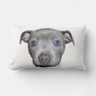 Blue Staffordshire Bull Terrier Puppy Face, White Lumbar Cushion