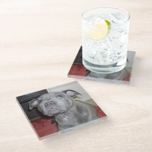 Blue Staffordshire Bull Terrier Puppy, Glass Coaster