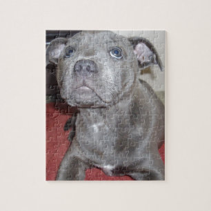 Blue Staffordshire Bull Terrier Puppy, Jigsaw Puzzle