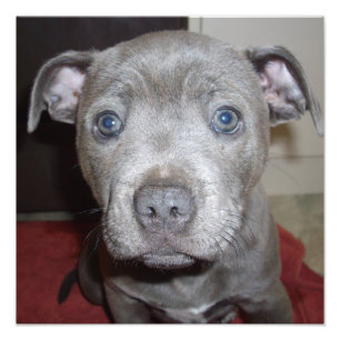 Blue Staffordshire Bull Terrier Puppy, Photo Print